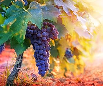 グレープシード　Grape SEED1-8 Little SEED Grape SEED 1から8 - メルカリ